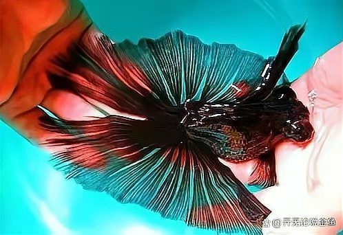 紫白身龍睛蝶尾的繁殖歷史