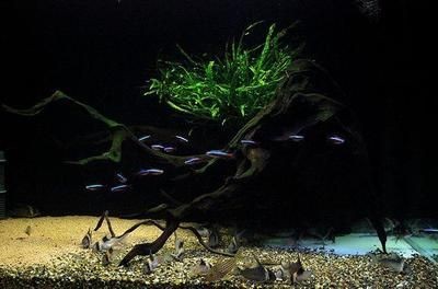 老外的鼠魚缸造景：老外在鼠魚缸造景中的一些技巧和經(jīng)驗(yàn),鼠魚缸造景風(fēng)水講究