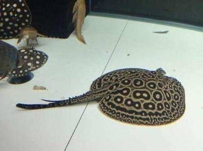 如何預防黑金魟魚常見疾病，如何預防黑金魟魚的常見疾病