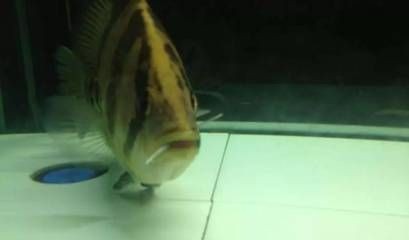 如何預防黑金魟魚常見疾病，如何預防黑金魟魚的常見疾病