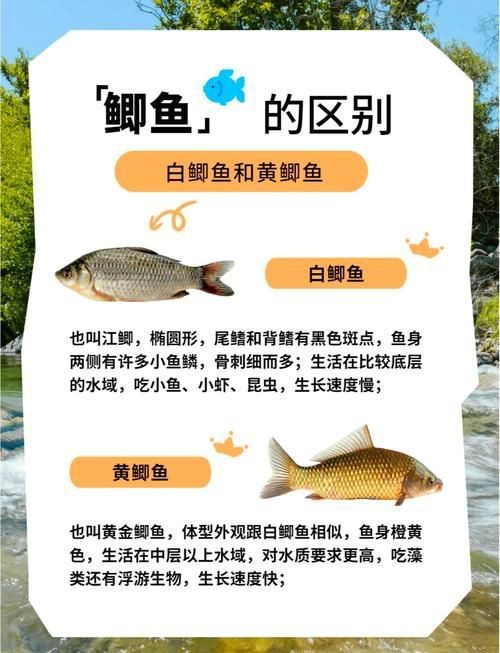 鯽魚有幾個品種圖片大全