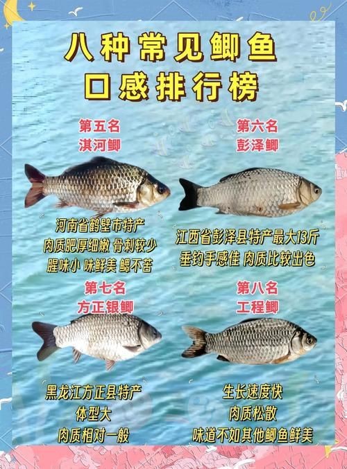 鯽魚有幾個品種圖片大全