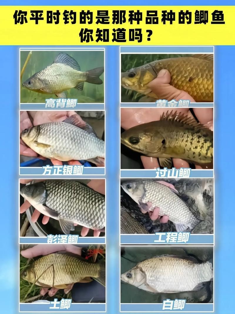 鯽魚有幾個品種圖片大全