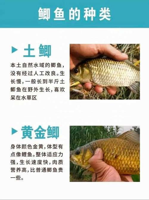 鯽魚有幾個品種圖片大全