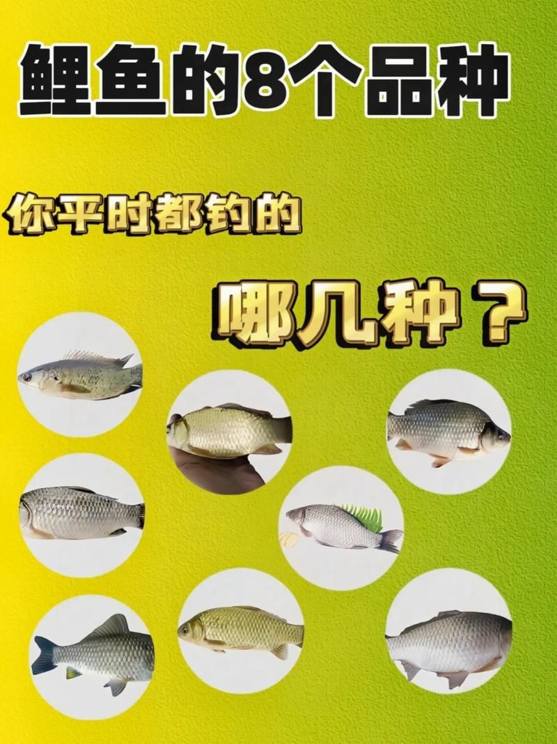 鯽魚有幾個品種圖片大全