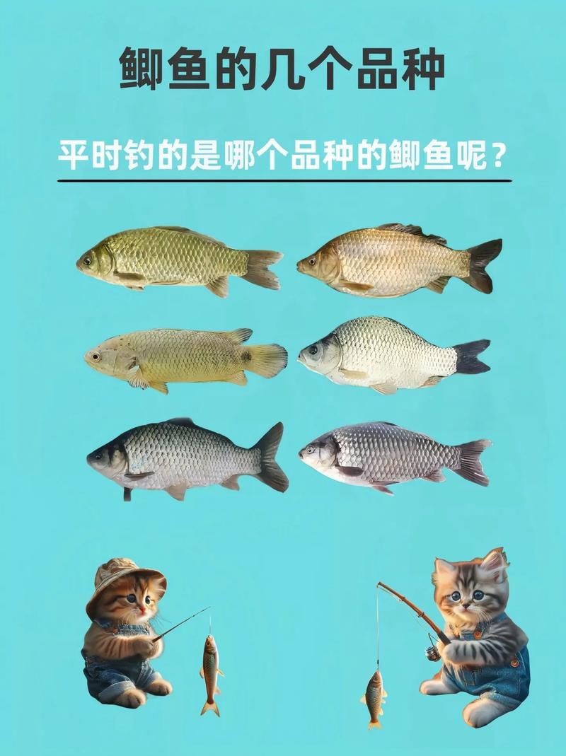 鯽魚有幾個品種圖片大全