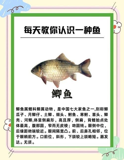鯽魚有幾個品種圖片大全