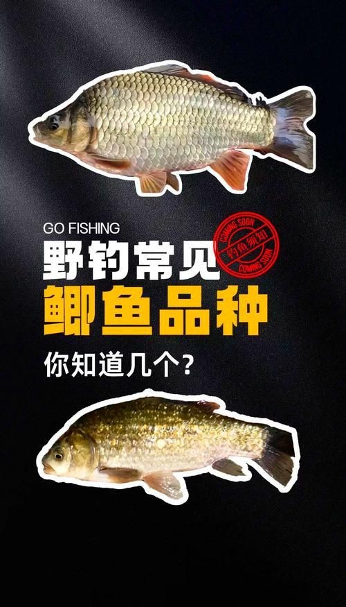 鯽魚有幾個品種圖片大全