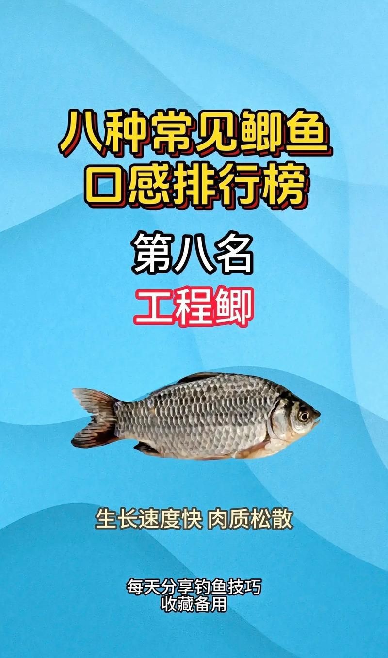鯽魚有幾個品種圖片大全
