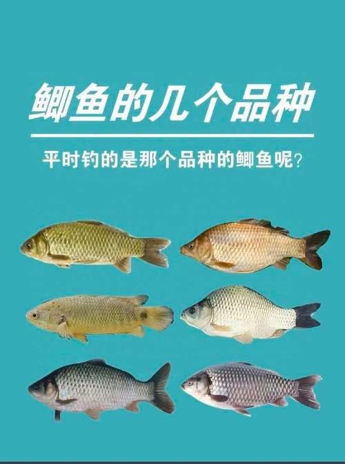 鯽魚有幾個品種圖片大全