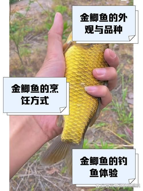 鯽魚有幾個品種圖片大全