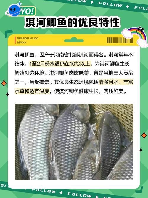 鯽魚有幾個品種圖片大全