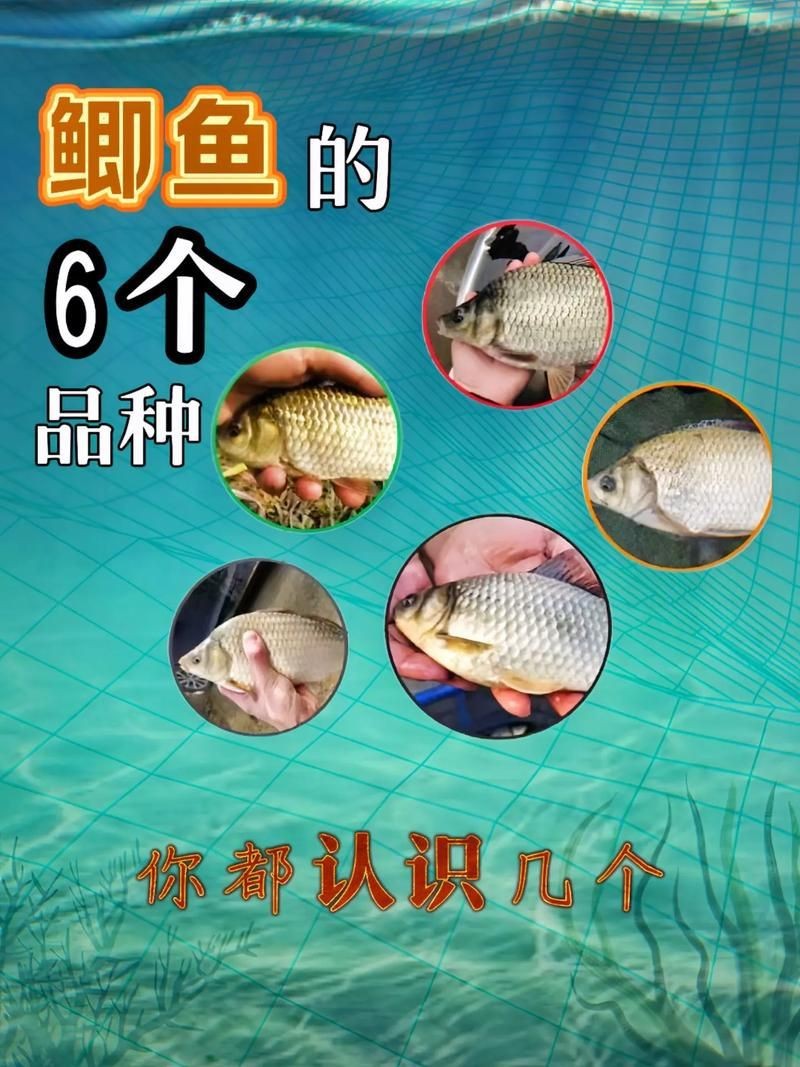 鯽魚有幾個品種圖片大全
