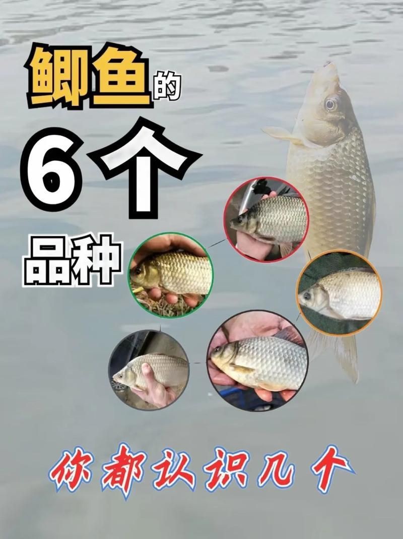 鯽魚有幾個品種圖片大全