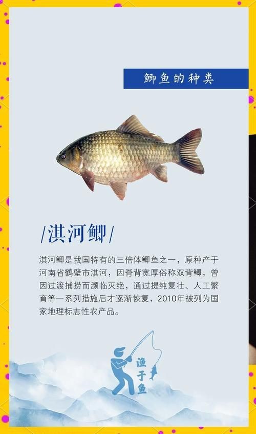 鯽魚有幾個品種圖片大全
