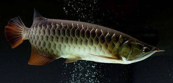 過背龍魚和普通龍魚的區別 過背龍魚和普通龍魚的區別 龍魚論壇 第2張