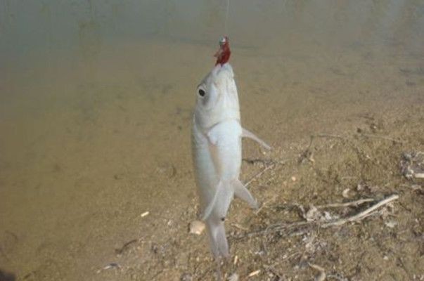 大理白族自治州龍魚魚缸：大理白族自治州龍魚魚缸，藝術與自然的完美融合
