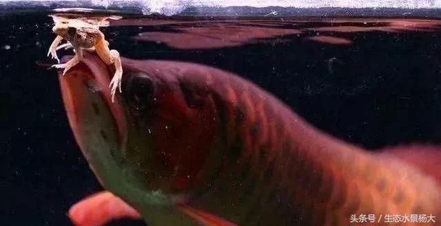 龍魚最多可以幾天不喂食嗎（龍魚在適宜的環境下可以長時間不喂食嗎？）