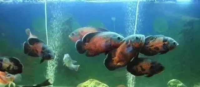 地圖魚養單還是養雙