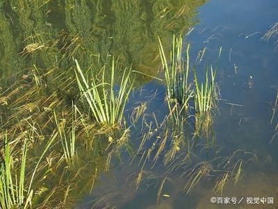 魚缸加熱棒應注意安全性避免因安全事故導致二次污染或傷害：如何正確安裝魚缸加熱棒 魚缸加熱棒應注意安全性避免因安全事故導致二次污染或傷害：如何正確安裝魚缸加熱棒 魚缸百科 第1張
