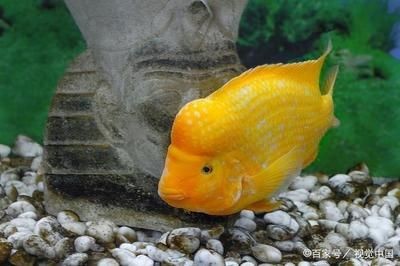 魚缸加熱棒應注意安全性避免因安全事故導致二次污染或傷害：如何正確安裝魚缸加熱棒 魚缸加熱棒應注意安全性避免因安全事故導致二次污染或傷害：如何正確安裝魚缸加熱棒 魚缸百科 第3張