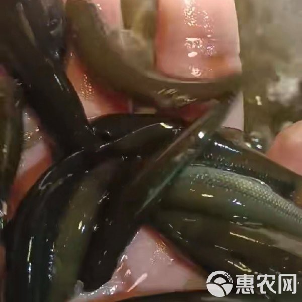 青龍棒價格一斤多少錢
