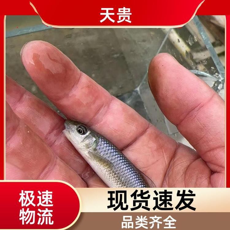 青龍棒價格一斤多少錢