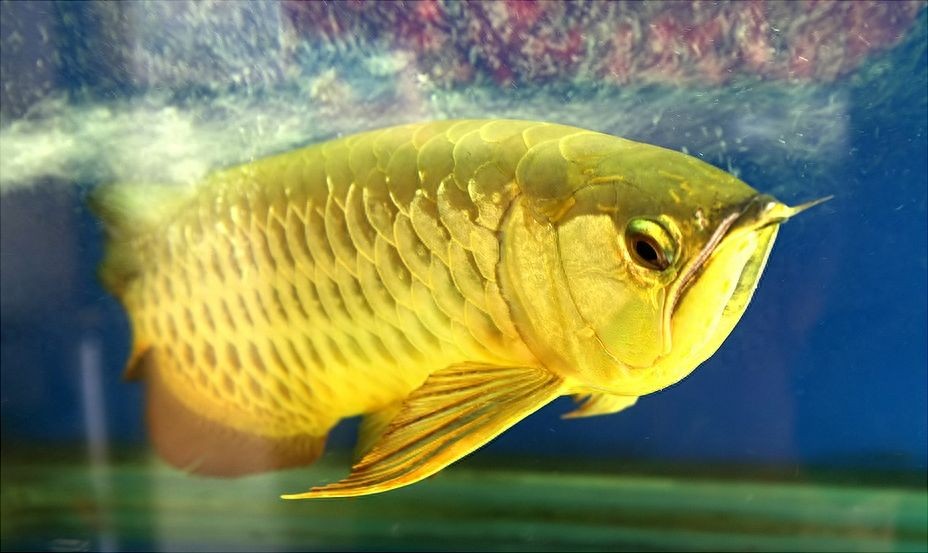 龍魚吃小魚嗎會死嗎（龍魚吃小魚會死嗎，）