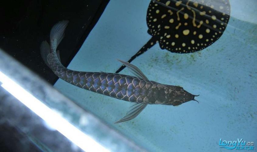 銀色的金龍魚圖片
