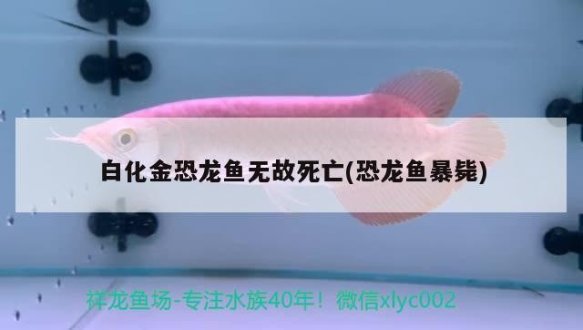 白化金恐龍魚無故死亡(恐龍魚暴斃)