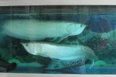 養銀龍魚最小的魚缸尺寸是多少？：養銀龍魚最小建議的魚缸尺寸是多少，養銀龍魚最小多大的缸