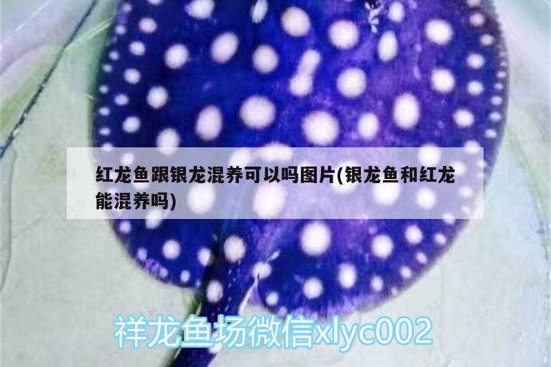 古塔區(qū)花鳥魚城雁冰水族店： 古塔區(qū)花鳥魚城雁冰水族店： 全國水族館企業(yè)名錄 第2張