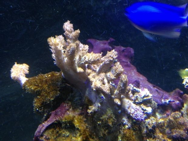 魚缸 珊瑚：珊瑚養殖入門指南 魚缸 珊瑚：珊瑚養殖入門指南 魚缸百科 第3張