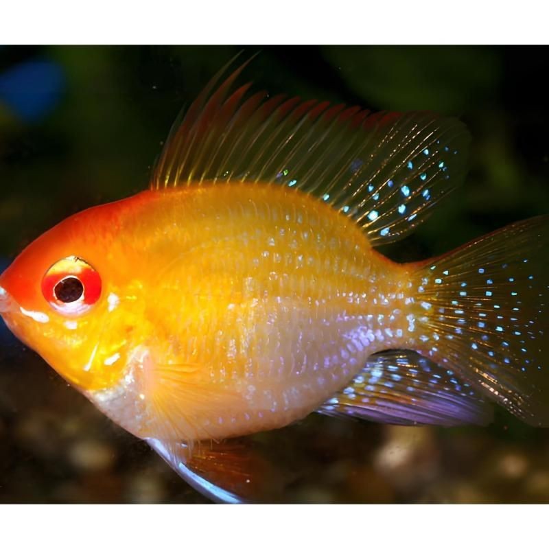 荷蘭鳳凰魚怎么繁殖