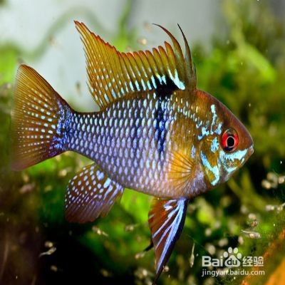 荷蘭鳳凰魚怎么繁殖