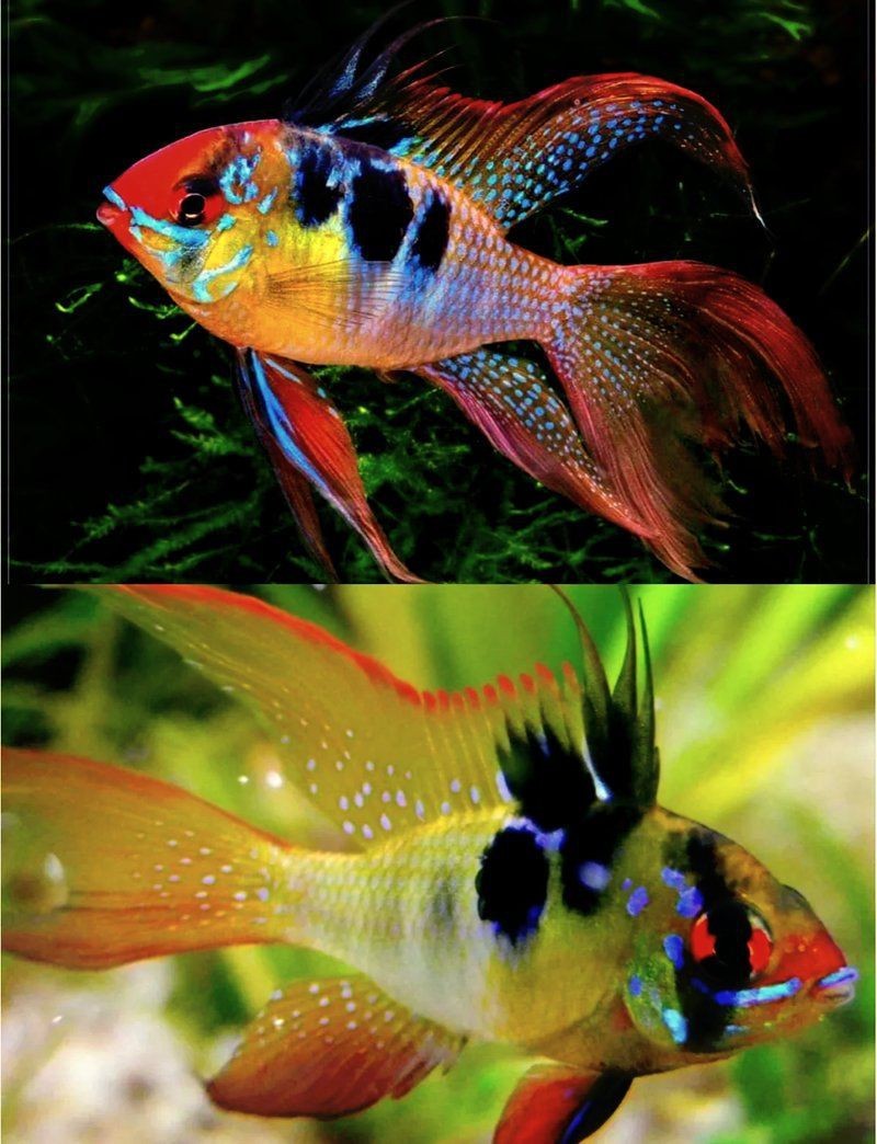 荷蘭鳳凰魚怎么繁殖