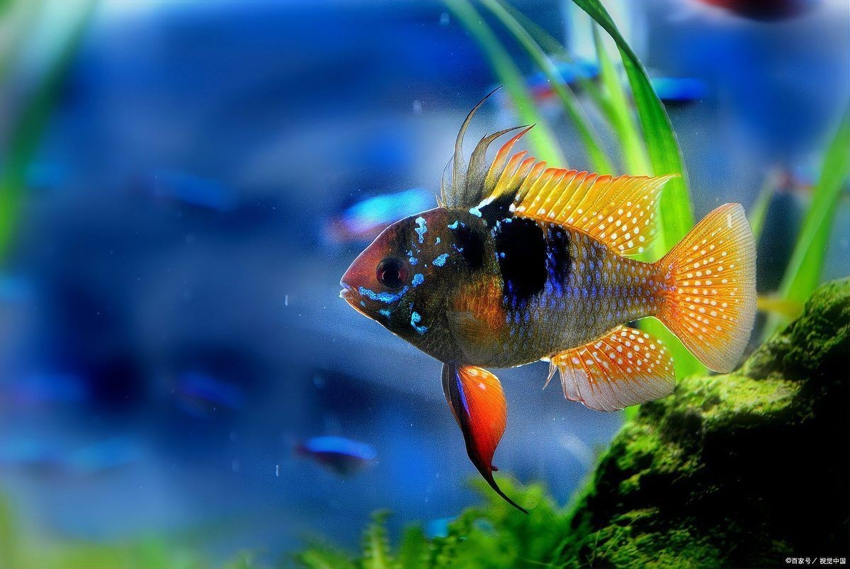 荷蘭鳳凰魚怎么繁殖