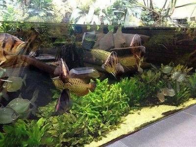 龍魚虎魚混養如何喂食視頻：關于龍魚虎魚混養喂食的專業知識和建議 龍魚虎魚混養如何喂食視頻：關于龍魚虎魚混養喂食的專業知識和建議 龍魚百科 第3張