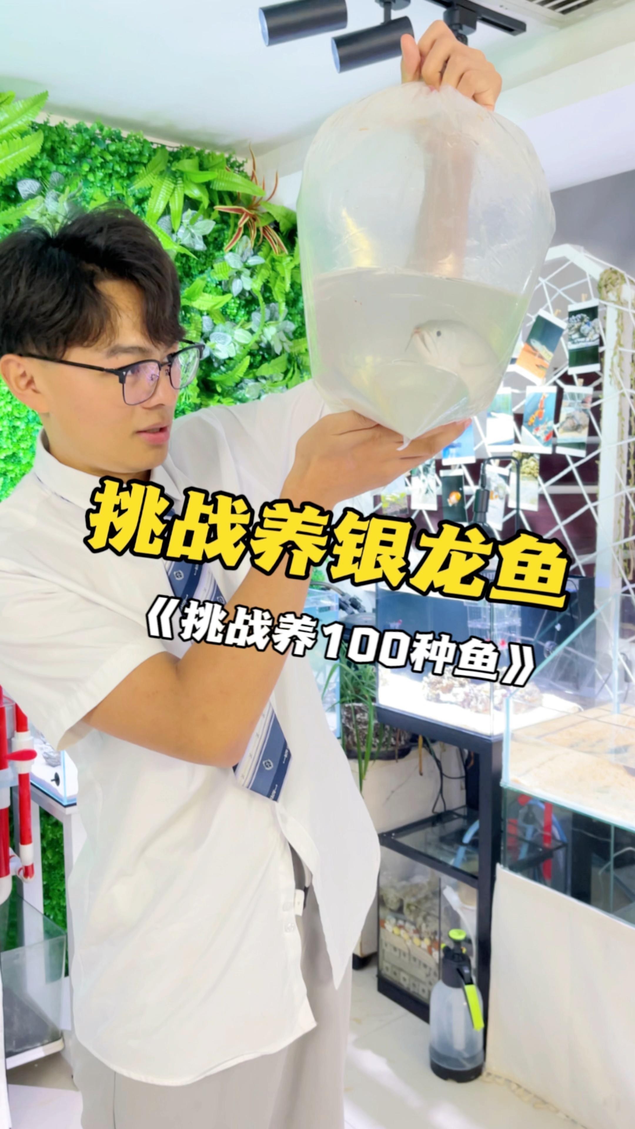 立達藍寶石金龍魚：立達藍寶石金龍魚價格對比藍寶石金龍魚的價格對比