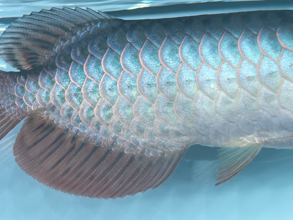 求助幫我看看是不是老頭魚和過背