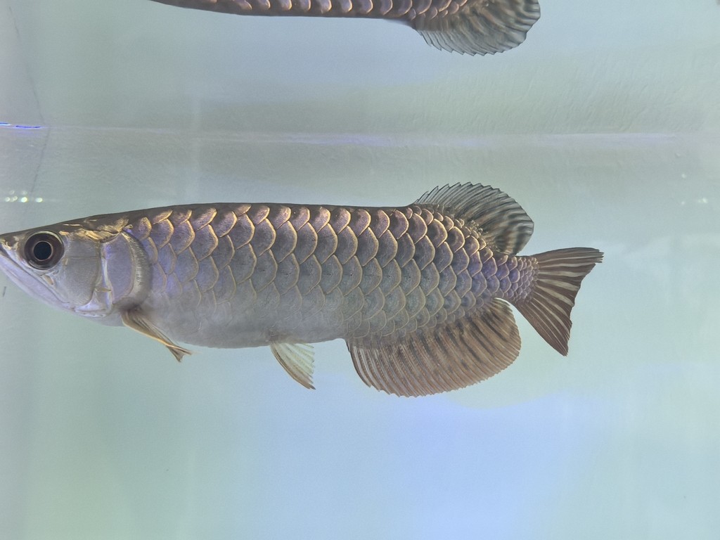 求助幫我看看是不是老頭魚和過背