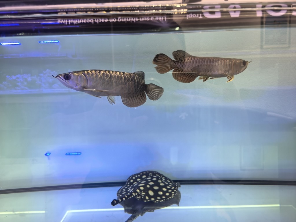 求助幫我看看是不是老頭魚和過背