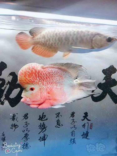 海象和金龍魚(yú)能混養(yǎng)嗎圖片