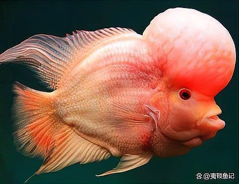 海象和金龍魚(yú)能混養(yǎng)嗎圖片