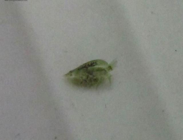 龍魚被咬傷了怎么治療：龍魚傷口感染的預防方法