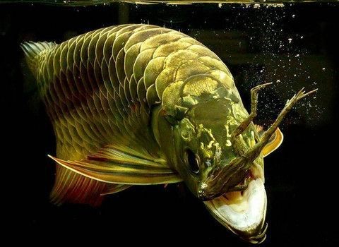 金龍魚(yú)吃什么昆蟲(chóng)：金龍魚(yú)飼養(yǎng)方法360問(wèn)答金龍魚(yú)吃什么昆蟲(chóng) 金龍魚(yú)吃什么昆蟲(chóng)：金龍魚(yú)飼養(yǎng)方法360問(wèn)答金龍魚(yú)吃什么昆蟲(chóng) 龍魚(yú)百科 第7張