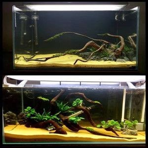 養魚新手養魚新手入門指南，新手養魚新手入門指南：養魚新手入門指南