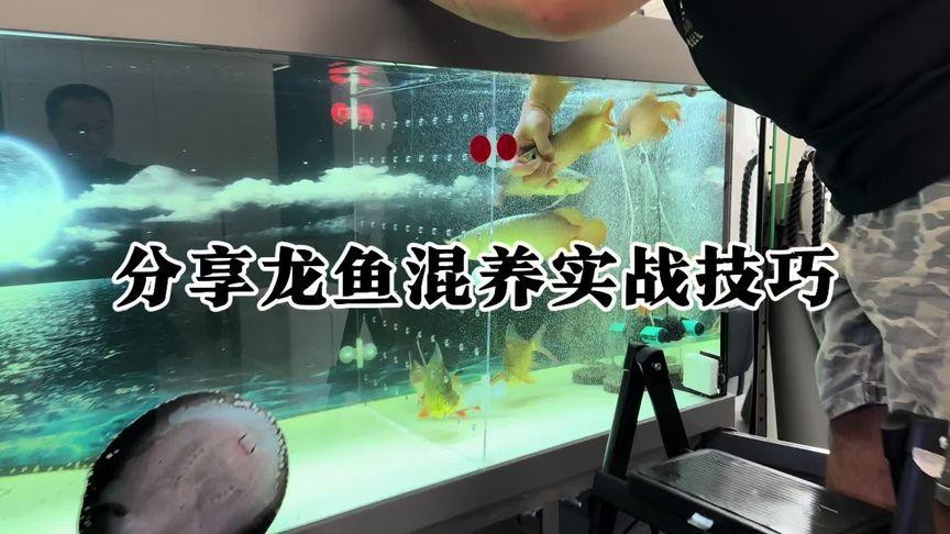 紅龍魚混養視頻推薦