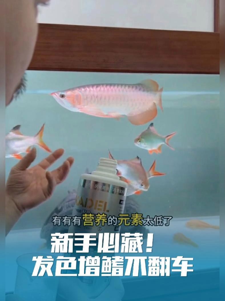 紅龍魚增色藥怎么用