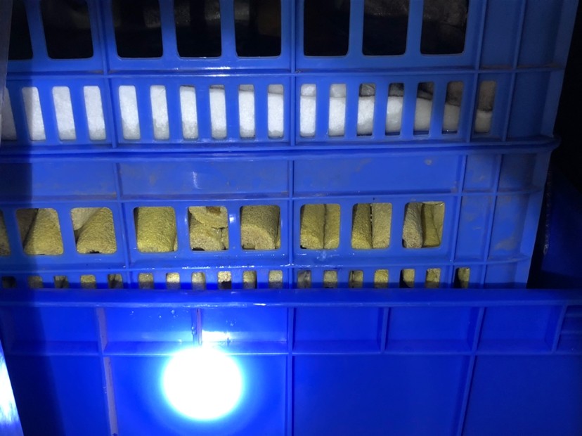 春節后發現底濾漏水玻璃店又沒開門干脆用現有的材料改造成滴濾方便快捷效果好